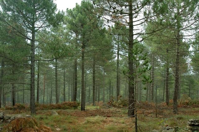 Imatge d'un bosc de pi negre.